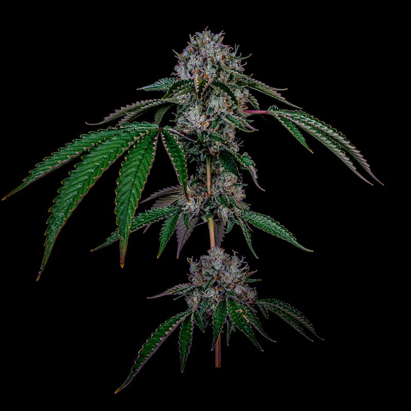 Climate & growing conditions for cultivating popular cannabis feminized indoor